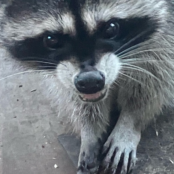 Meet your Posher, Marcella - Picture 5 of 17